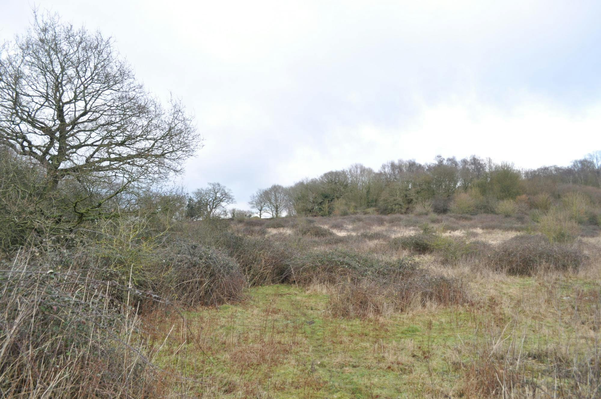 Photo of the site with shrubs and trees
