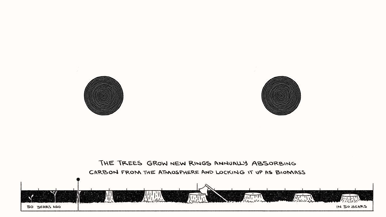 Still from Where The Trees Go animation explaining the timber lifecycle