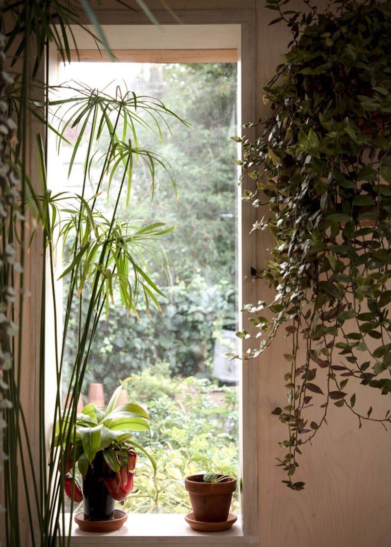 View of kitchen window with indoor plants