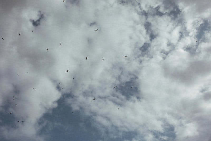 Birds flying in the sky