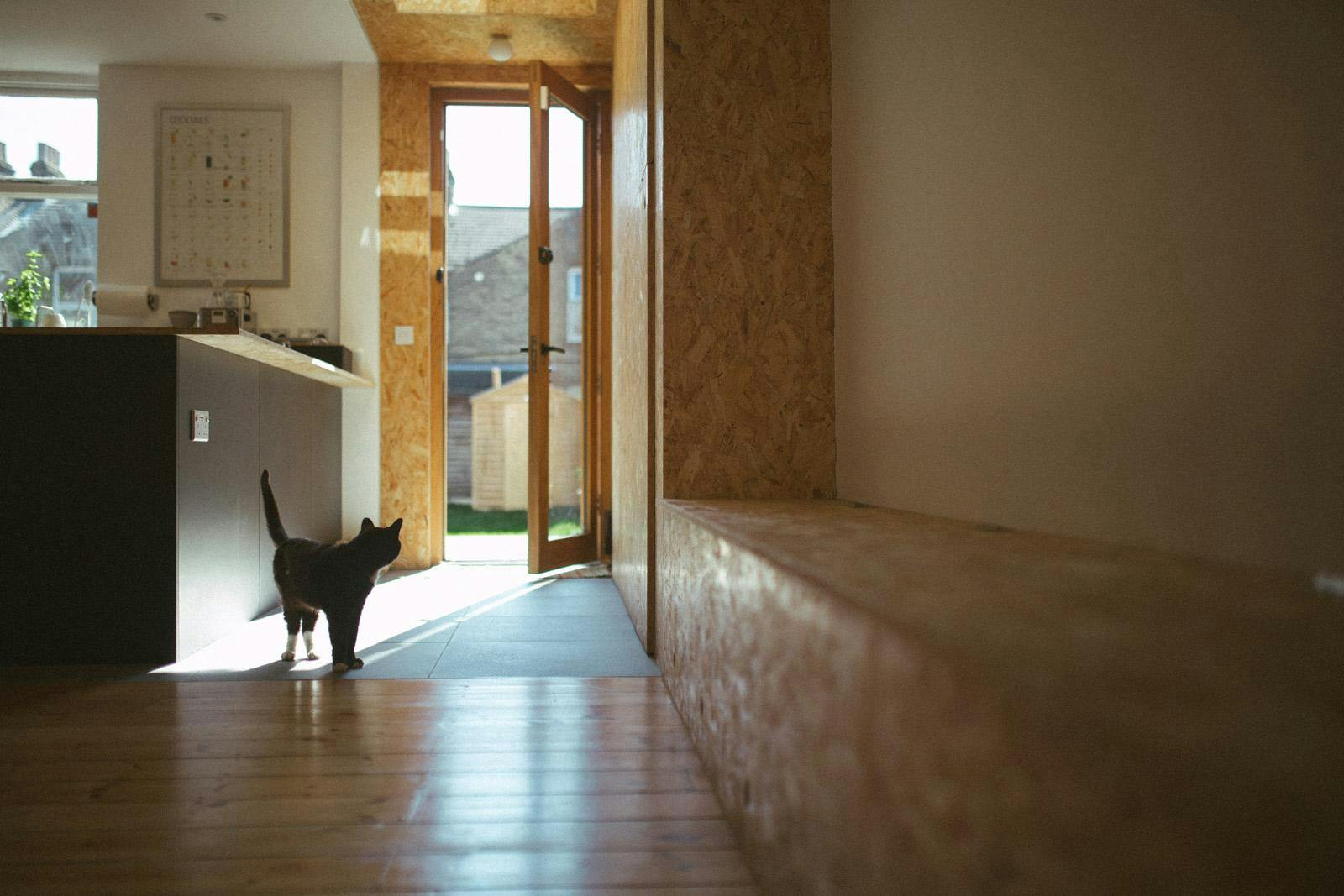 Kitchen extension with light through door to garden and cat