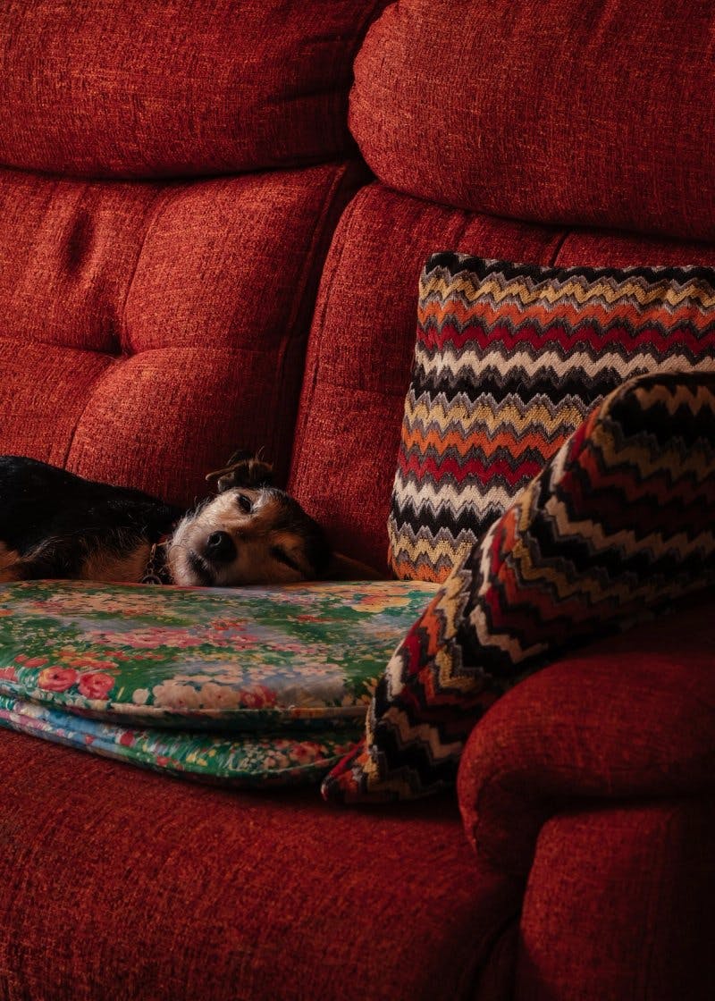 Dog asleep on sofa