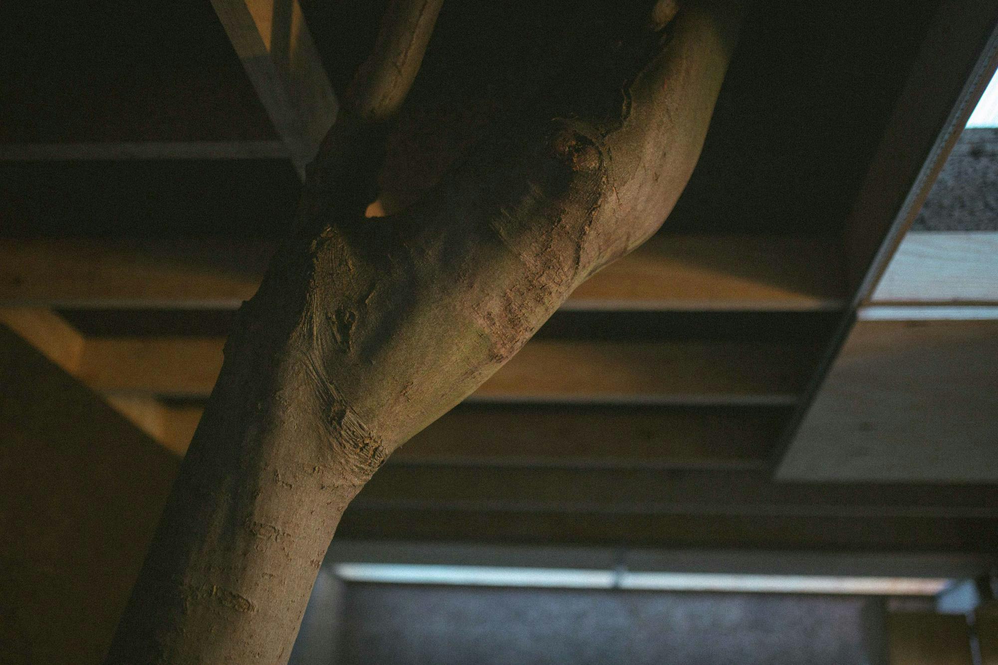 Photograph of a tree branch within the studio as it punctures through the roof