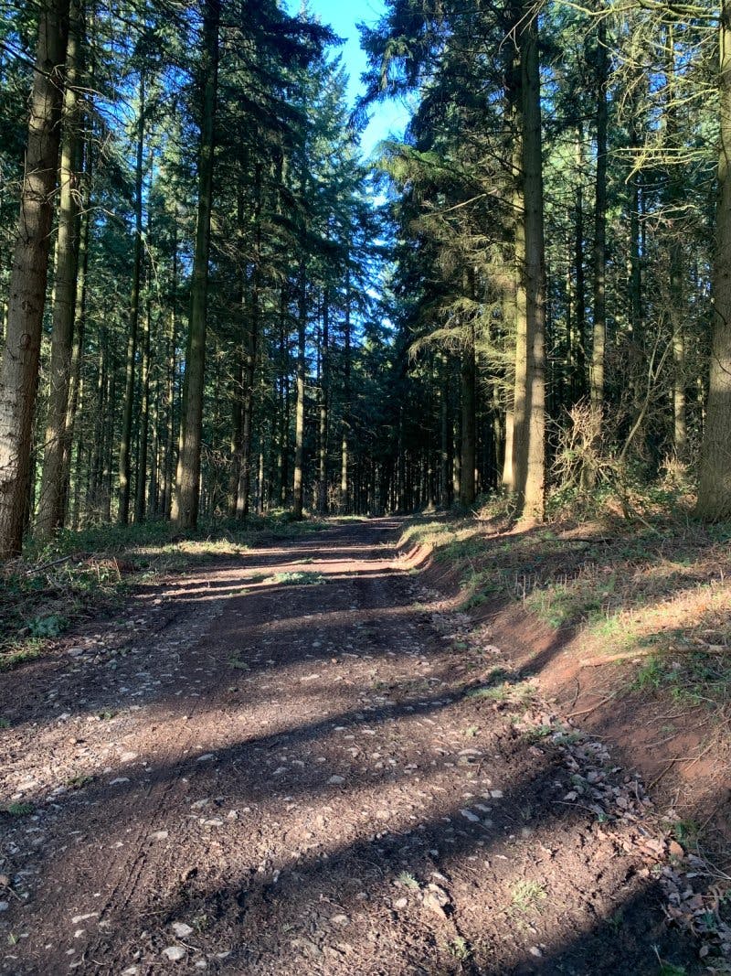 Forest where the Douglas Fir timber is sourced