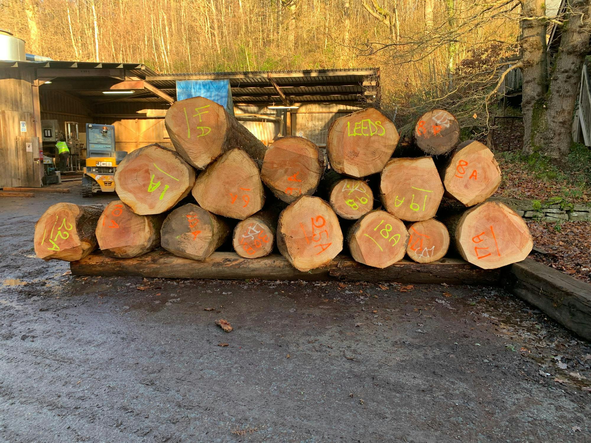 Trees labelled and ready for processing into timber fins